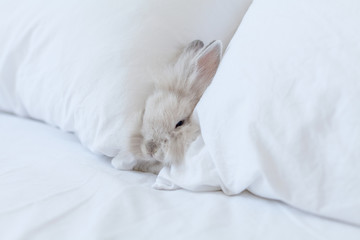 Small fluffy white baby rabbit on the white background on the bed between two pillows. Sleeping animal the bed