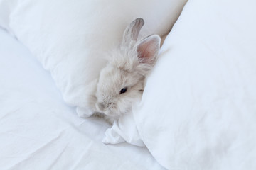 Sleeping fluffy white rabbit on the bed