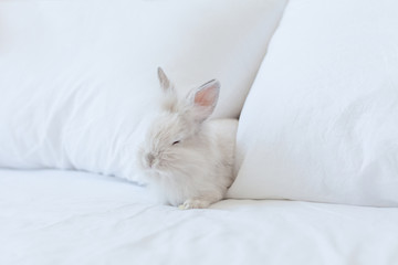 Small fluffy white baby rabbit on the white background on the bed between two pillows. Sleeping animal on the bed