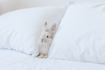 Small fluffy white baby rabbit between two white pillows. Sleeping animal on the bed