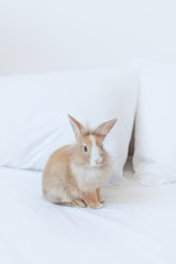 Brown little rabbit on the bed. Bunny is the symbol of Easter and spring. Mock up on white background vertical orientation