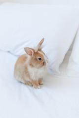 Brown little rabbit on the bed. Bunny is the symbol of Easter and spring. Mock up on white background 