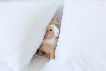 Brown little rabbit on the bed between two white pillows. Bunny is the symbol of Easter and spring. Animal peek out from lair