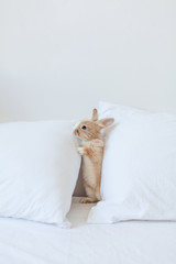 Ginger scared bunny between two white pillows at home. Baby rabbit is the symbol of spring and Easter. Animal standing on hind legs. Little me in big world