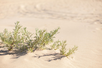 Plants in the desert on hot sunny summer day. Oasis in a desert