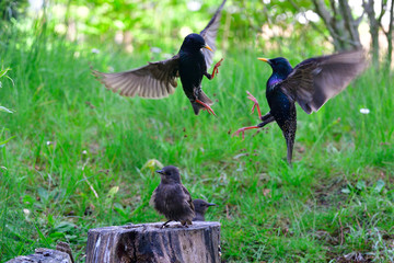 Junge Stare bei der Fütterung