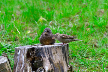 Junger Star und Haussperling