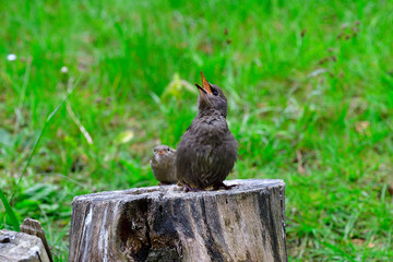 Junge Stare bei der Fütterung
