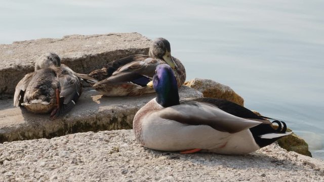 Ducks Sun Bath on Garda Lake, Italy.