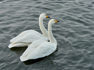 Whooper swan (Cygnus cygnus) on ice on Lake Tjörnin, Reykjavik, Iceland
