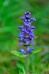  Kriechender Günsel (Ajuga reptans)