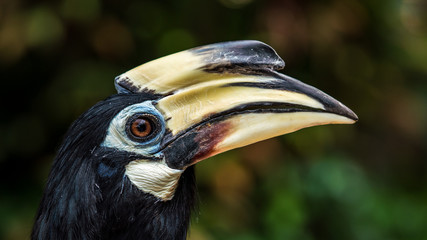 Close up image of Oriental pied hornbill with green background