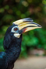 Close up image of Oriental pied hornbill with green background