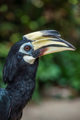 Close up image of Oriental pied hornbill with green background