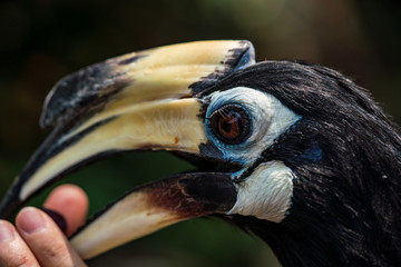 Close up image of Oriental pied hornbill with green background