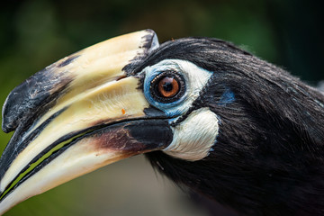 Close up image of Oriental pied hornbill with green background