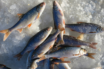 Winterfischen