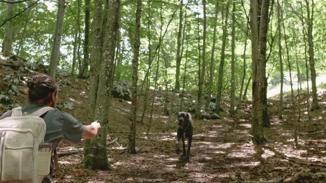 Man standing in a forest calling a great dane who comes for a treat