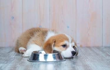 puppy Corgi sad lies about empty plates