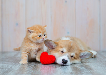 Fototapeta na wymiar Cat and dog with red heart