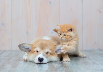 Naklejka na ściany i meble Pembroke Welsh Corgi puppy and kitten together