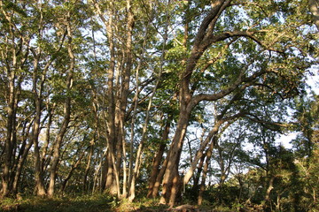  夕日が差し込む森