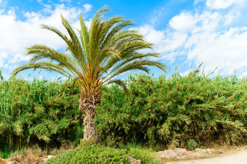 Fototapeta na wymiar palm tree typical tropical plant