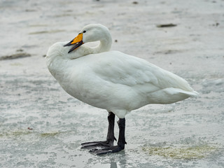 Whooper swan (Cygnus cygnus) on ice on Lake Tjörnin, Reykjavik, Iceland