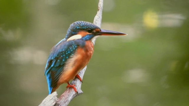 Beautiful common Kingfisher bird dressing after ready to relax in the evening.