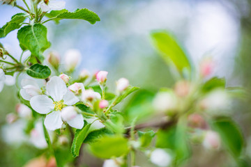 Spring. Blossoming apple tree flowers
