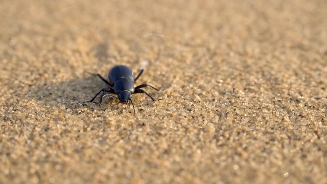 Scarab beetle crowling on the sand dune i
