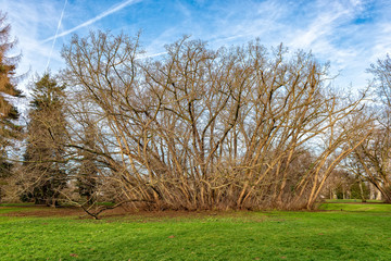 Fototapeta premium Ein Baumgruppe im Spätherbst in Frankfurt am Main