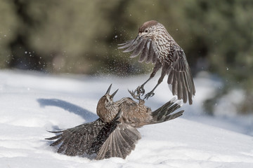 Battle between Spotted Nutcracker (Nucifraga caryocatactes)