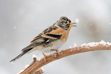 Portrait of brambling under snowflakes (Fringilla montifringilla)