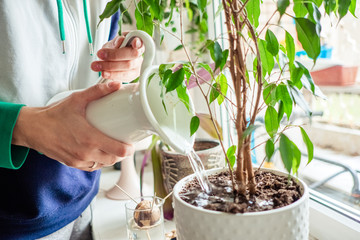 woman's hands watering plants in home. Making homework. Domestic life concept