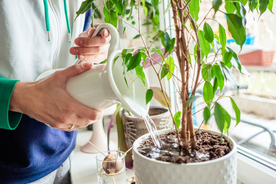 Woman's Hands Watering Plants In Home. Making Homework. Domestic Life Concept