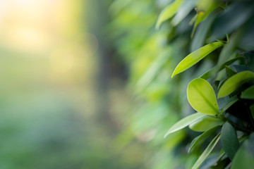 Closeup beautiful view of nature green leaves on blurred greenery tree background with sunlight in public garden park. It is landscape ecology and copy space for wallpaper and backdrop.