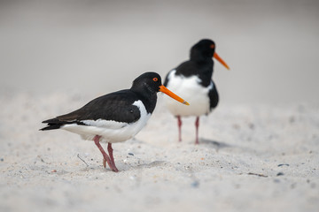 Zwei Austernfischer am Strand