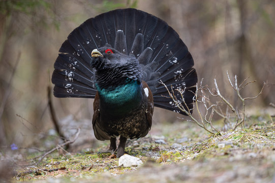 Balzender Auerhahn in voller Pracht