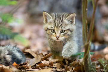 Junge Wildkatze schleicht neugierig durchs Dickicht