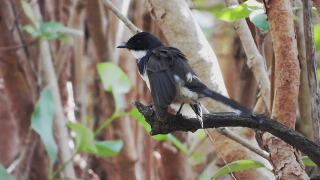 Pied Fantail bird relaxing at trees area.