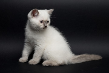 British short hair kitten on black background