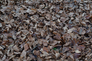 Texture