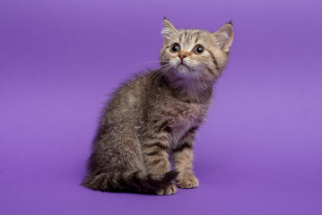 British short hair cat on purple background
