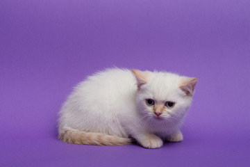 British short hair cat on purple background