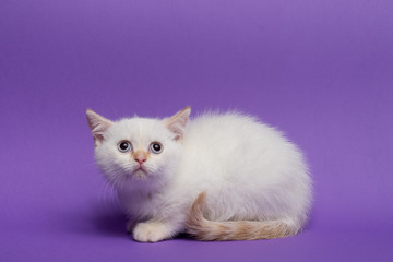 Fototapeta na wymiar British short hair cat on purple background