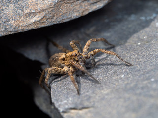 A Small Wolf Spider on Slate Stone, Pardose sp