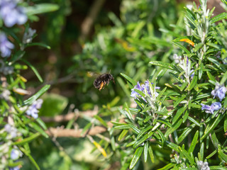 Hairy-footed flower bee (Anthophora plumipes) on rosemary