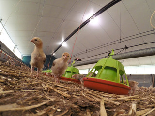 poule poulet poussin elevage volaille © J-L Flémal - BE