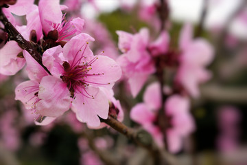 sprig of plum blossom